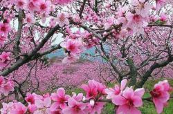 春风十里瓦房店，我在桃花盛开的地方等你！